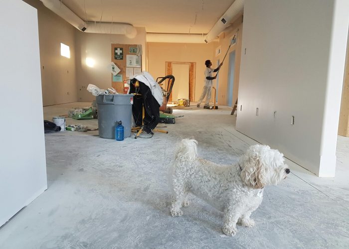 Interior renovation scene with a painter working and a dog in the foreground.